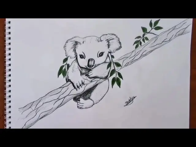 drawing:igd9zhogzd0= koala