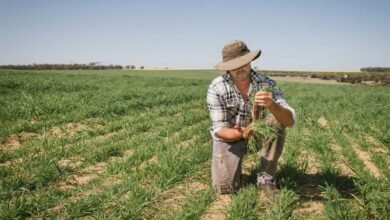 Farmer inspecting crops in a green field