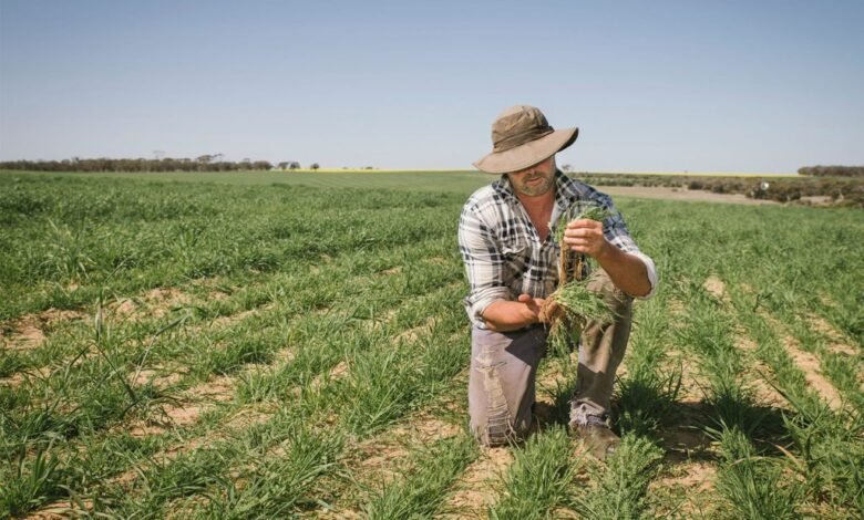 Farmer inspecting crops in a green field